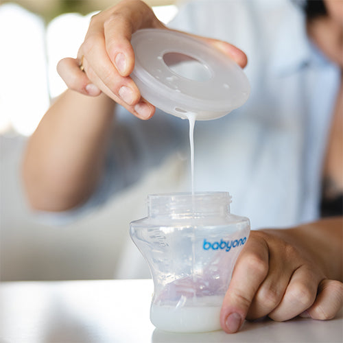 1468 Laktációs kagylók - Tejgyűjtők